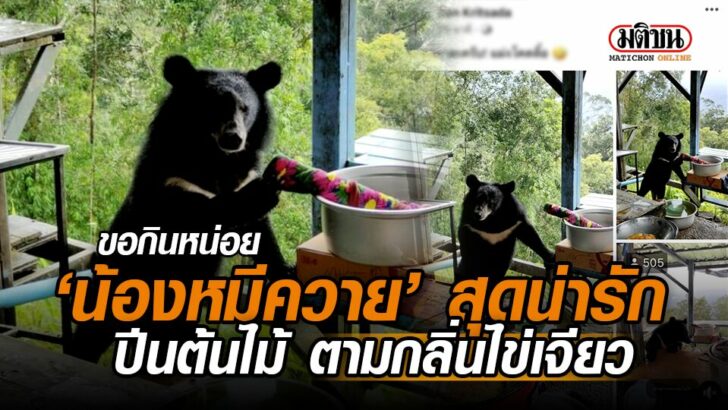 ปกคลป-นองหมควาย_สดนารก