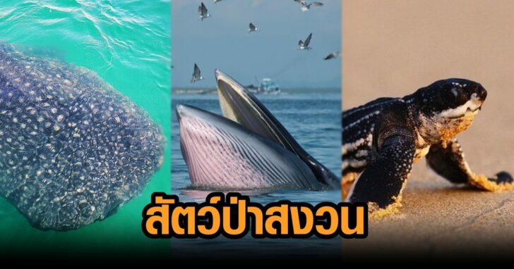 ภาพนำ สัคว์ป่าสงวน