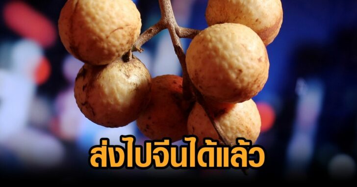 ส่งลำไยไปจีน