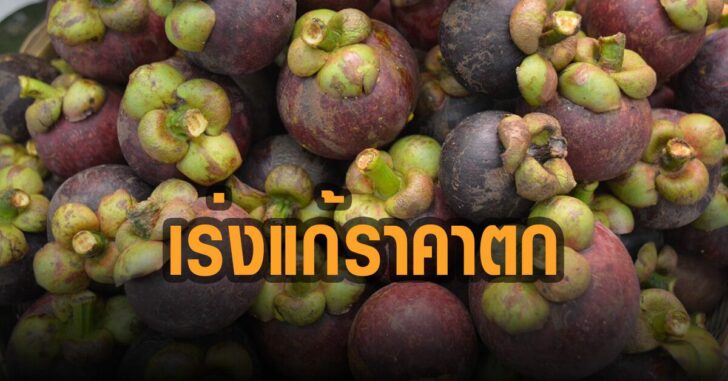 เร่งแก้มังคุดราคาตก