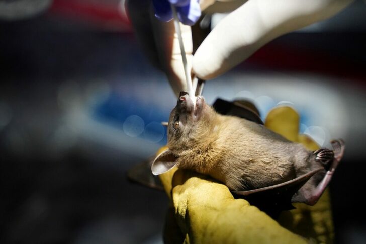FILE PHOTO: Institut Pasteur du Cambodge researchers collect samples from bats captured at Chhngauk Hill