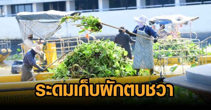 กทม-ผักตบ