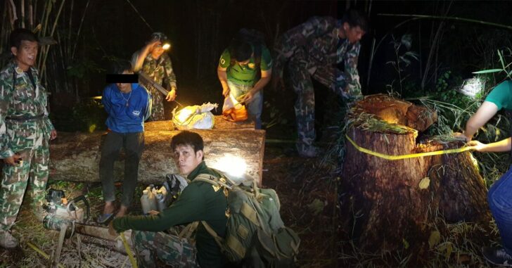 กรมอุทยานจับขบวนการตัดไม้
