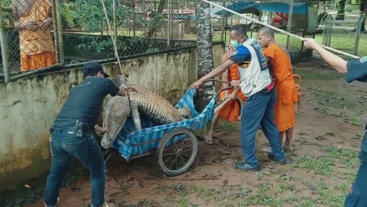 จระเข้7