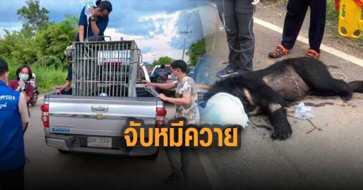 ชาวบ้านจับหมีควาย-12-ชม