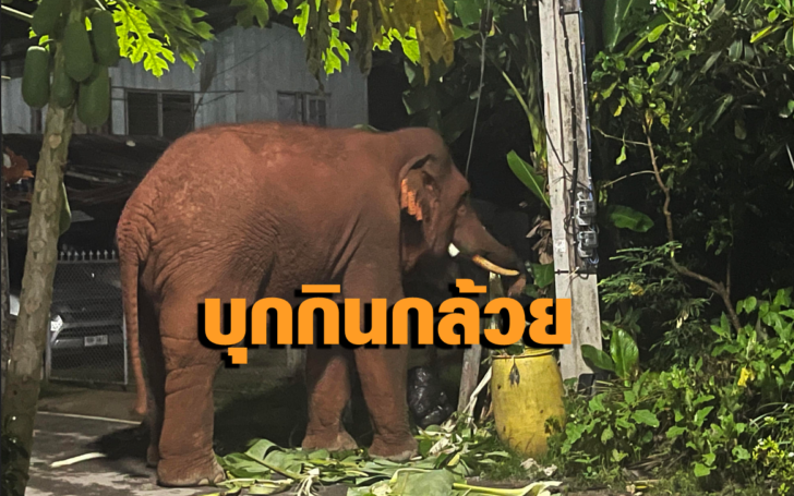 ช้าง