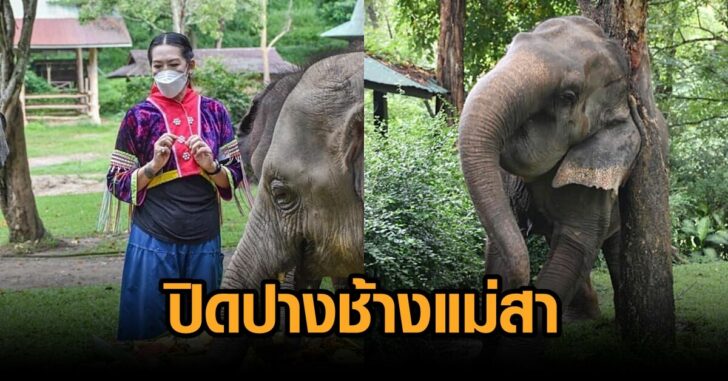 ปิดปางช้างแม่สา