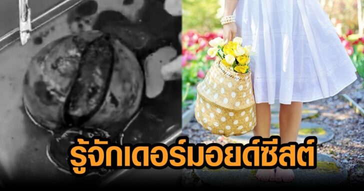 เดอมอยซีสต์