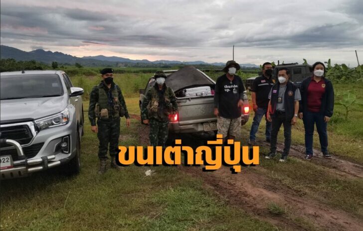 เต่า