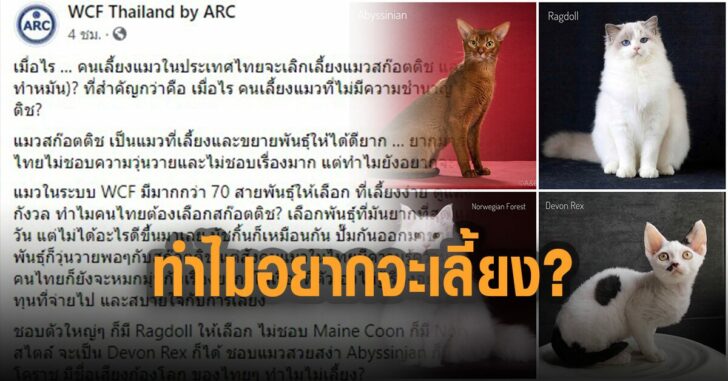 เพจ-สมาคมค้าแมว-ทำไมอยากจะเลี้ยง