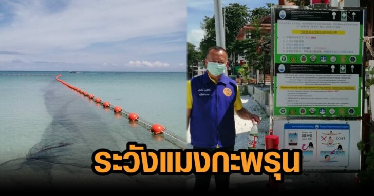 แมงกะพรุน