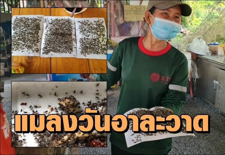 แมลงวัน0