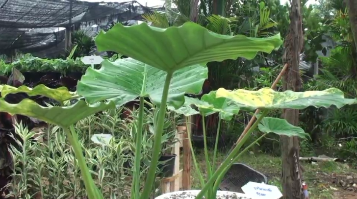 ไม้ด่าง2