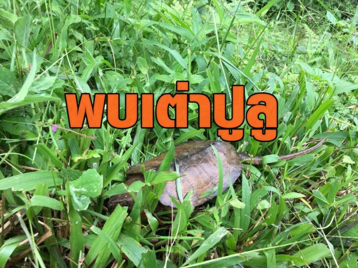 S__6627397