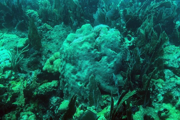 US-CORAL-ANIMALS-OCEANS