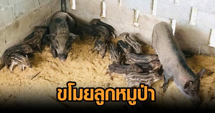 ขโมยลูกหมูป่า