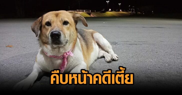คดีเตี้ย