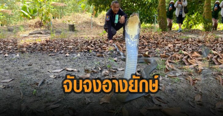 จันทบุรี-จับจงอางยักษ์