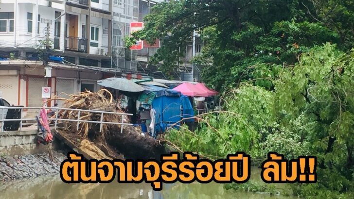 จามจุรีล้ม9