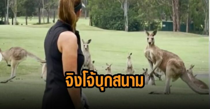 จิงโต้บุกสนามกอล์ฟ