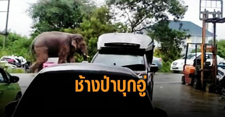 ชาวบ้านกระเจิง-ช้างป่าบุกอู่