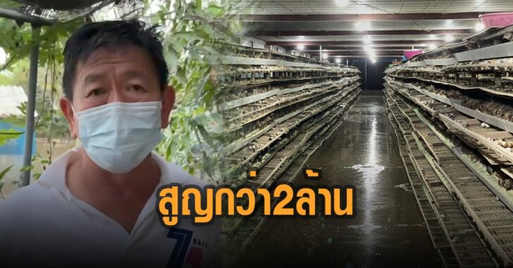 นกกระทาสูญกว่า-2-ล้านบาท
