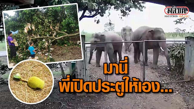 ปก-ช้างบุกสวนผลไม้