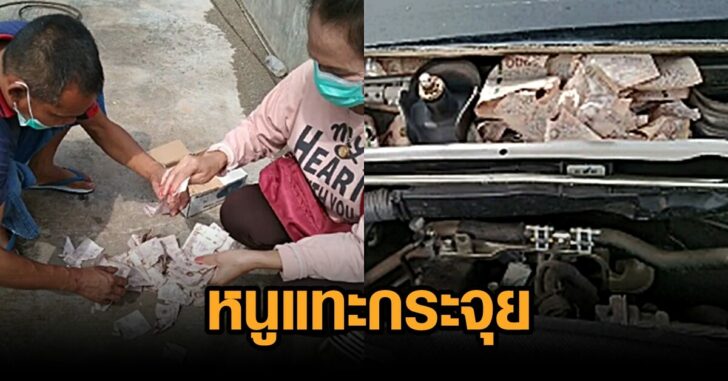 หนูแทะเงิน
