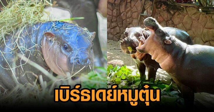 หมูตุ๋น