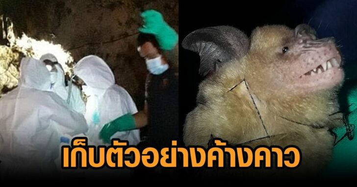 เก็บตัวอย่างค้างคาว