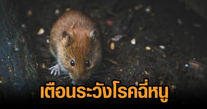 เตือนระวัง-โรคฉี่หนู