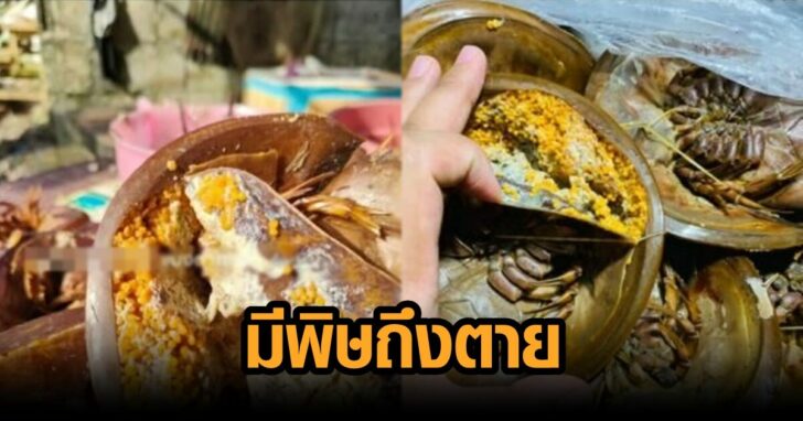 แมงดาถ้วย ภาพนำ