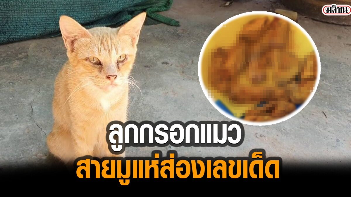 สาย สะดือ แมว ของขลัง