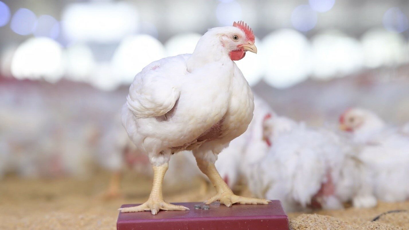 ซีพีเอฟ ชู 4 ปัจจัยสำคัญ หัวใจหลักสู่ความสำเร็จในการเลี้ยงไก่เนื้อ