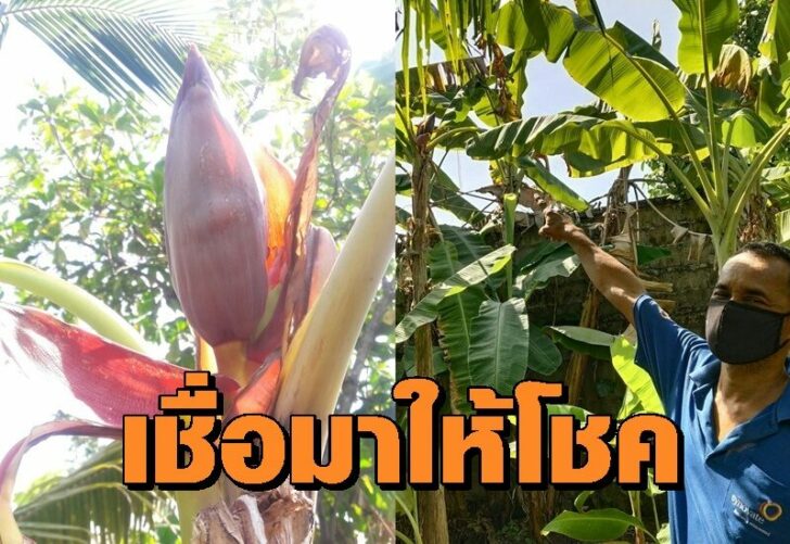 กล้วย0