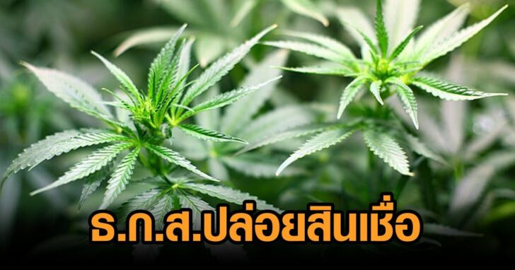 กัญชง-สินเชื่อ