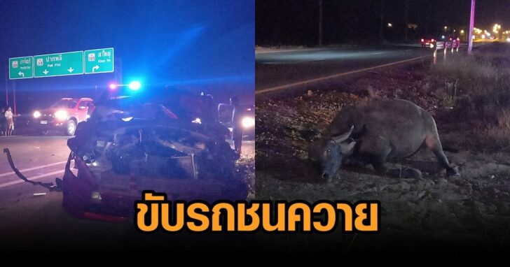 ขับรถชนควาย
