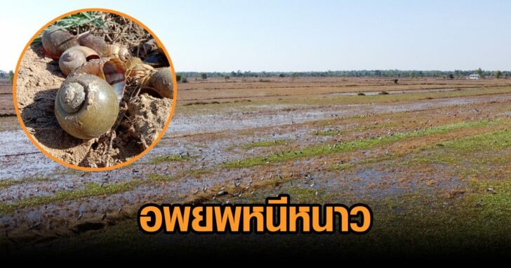 งานออกแบบที่ไม่มีชื่อ (74)