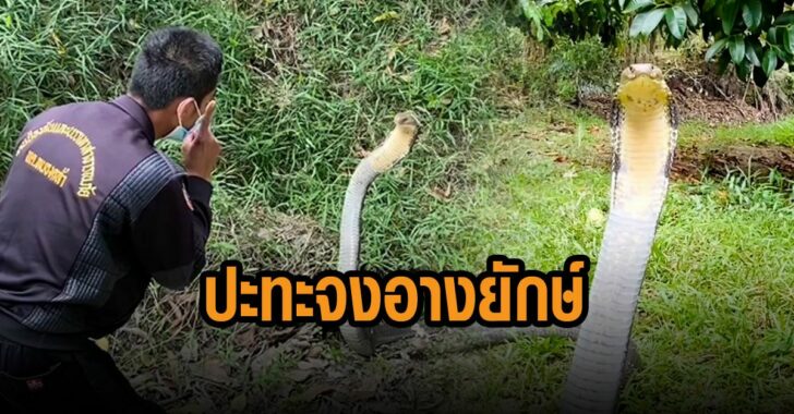 จงอาง-จันทบุรี-มือปราบ-อสรพิษ