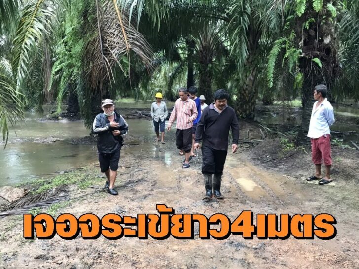 จระเข้1