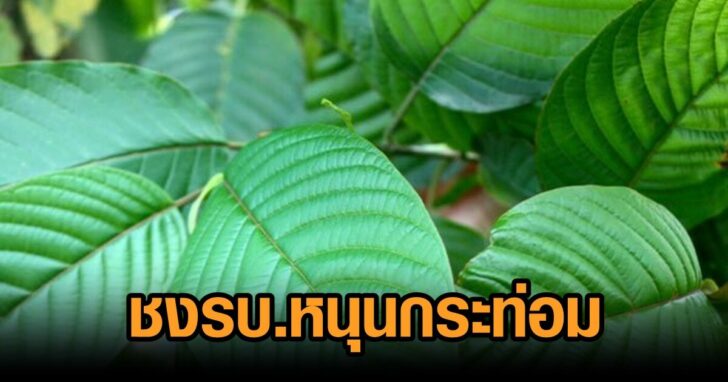 ชงหนุนกระท่อม