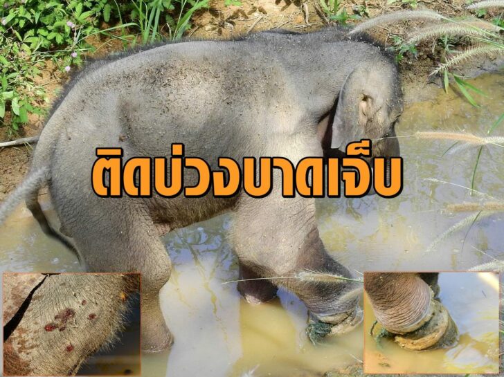 ช้างเจ็บ