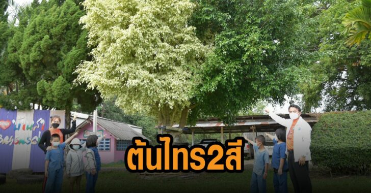 ต้นไทร-2-สี-ใน-รร-จว.พะเยา