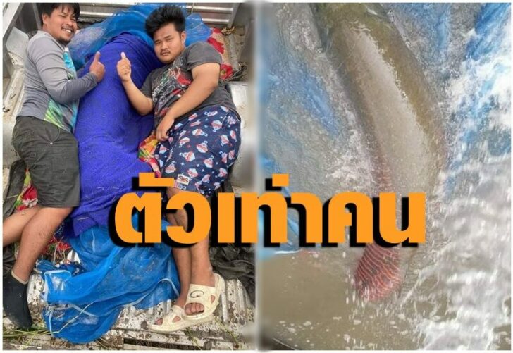ปลาช่อนยักษ์