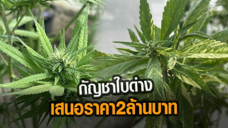 ภาพนำมติชน5656