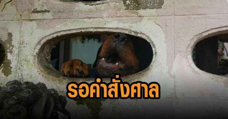 รอคำสั่งศาล-ย้ายหมา