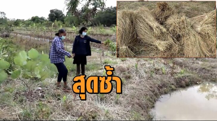 สุดซ้ำ-ขโมย
