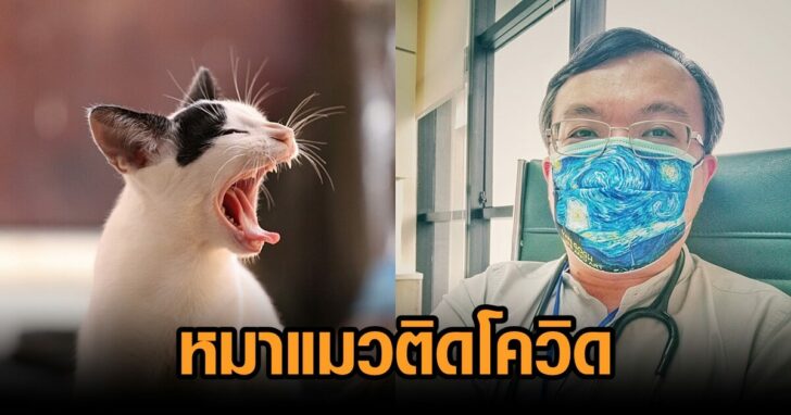 หมาแมว-โควิด