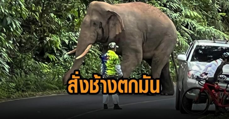 เจ้าหน้าที่อุทยาน-สั่งช้าง-ตกมัน