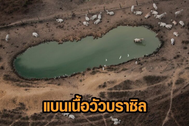 FILE PHOTO: An aerial view shows cattle on a deforested plot of the Amazon near Porto Velho, Rondonia State